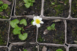 Sumpf-Dotterblume 'Alba' - Caltha palustris 'Alba'