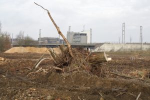 Teil der für das Zentralbad in Kiel gerodeten Fläche - Foto: Rosa Thiemer