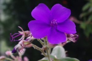 Tibouchina urvilleana