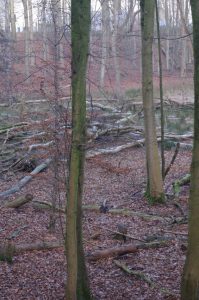 Totholz im Projensdorfer Gehölz