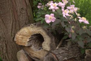 Totholzhecken-Detail mit Bergrebe, Clematis montana.