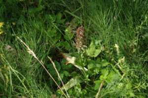 Übersehene Fingerwurz, Dactylorhiza praetermissa (Druce) Soó