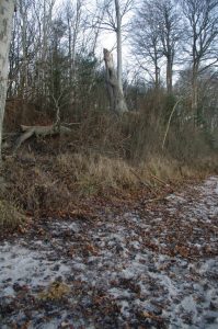 Umgestürzte Bäume wie hier eine Rot-Buche sind wichtiger Bestandteil eines naturnahen Küstenschutzes.