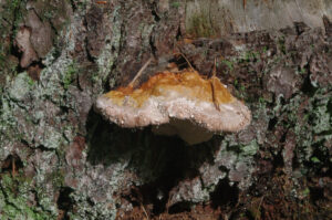 Guttation beim Baumpilz Rotrandiger Baumschwamm, Fomitopsis pinicola, an abgestorbener Kiefer