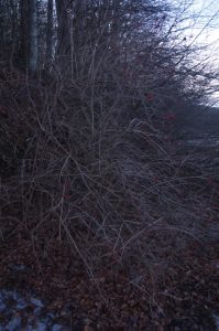 Viburnum opulus L., Gewöhnlicher Schneeball - Erscheinungsbild an der Ostseeküste bei Noer