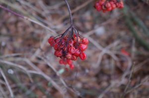 Viburnum opulus L., Gewöhnlicher Schneeball - Frucht im Winter