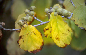 Virginische Zaubernuss, Hamamelis virginiana