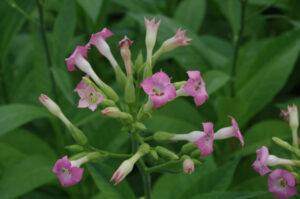 Virginischer Tabak - Nicotiana tabacum L., Blüte