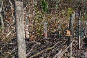 Vogelfutterstelle an Totholzhecke mit locker aufgeschichteten Dornensträuchern