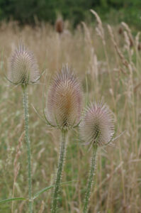 Vor der Blüte: Wilde Karde, Dipsacus fullonum