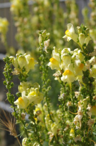 Vorwarnliste Rote Liste S-H: Gewöhnliches Leinkraut, Linaria vulgaris