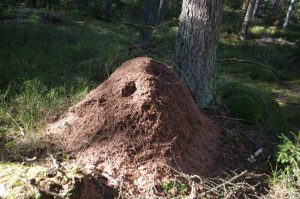 Waldameisenhaufen im Segeberger Forst