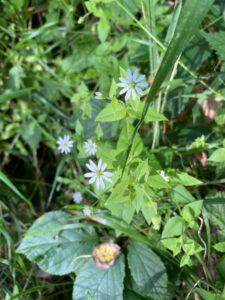 Blühende Wasser-Sternmiere, Myosoton aquaticum
