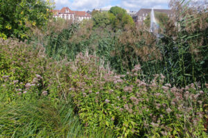 Wasserdost, Eupatorium cannabinum, am Kleinen Kiel