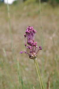Weinbergs-Lauch - Allium vineale
