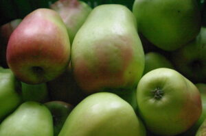 Malus domestica 'Weißer Winterglockenapfel'
