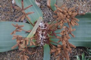 Welwitschia mirabilis, Welwitschie