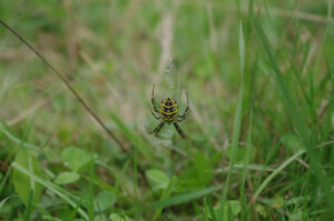 Wespenspinne, Argiope bruennichi
