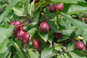 Zierapfel 'Dolgo' - Frucht und Blatt