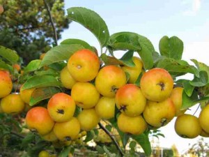 Zierapfel Adirondack; Foto: Walther