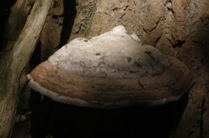 Zunderschwamm, Fomes fomentarius