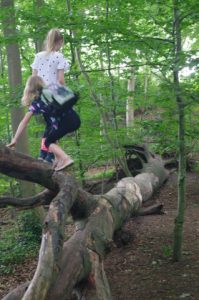 abgestorbene Rot-Buche als Spielplatz