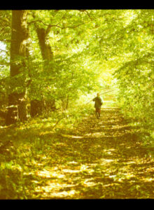 Wald-Spaziergang