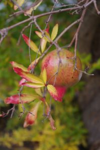 Herbstlaub und Frucht von Punica granatum, Granatapfel