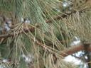 Wald-Kiefer, Pinus silvestris L., mit Trockenschäden durch Kübelkultur. Foto: A.Regner.