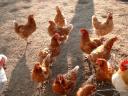 Hühner sind des Giersches Tod! Tatort-Foto: A.Regner.