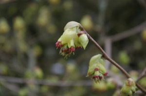 Ährige Scheinhasel, Corylopsis spicata